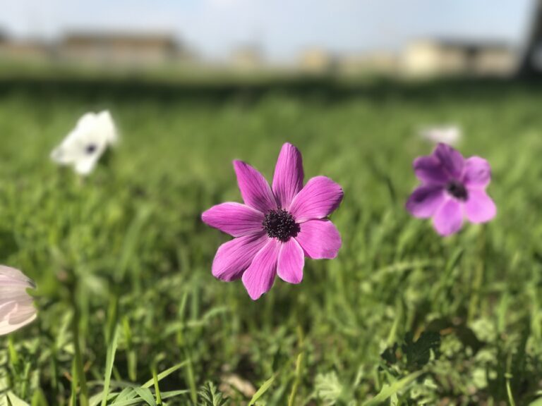 The Land of Wildflowers
